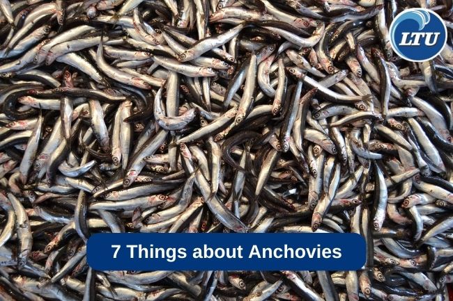 7 Things about Anchovies